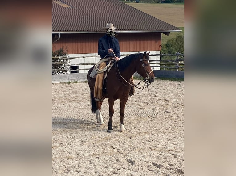 Freiberger Caballo castrado 12 años 160 cm Castaño in Oftringen 1