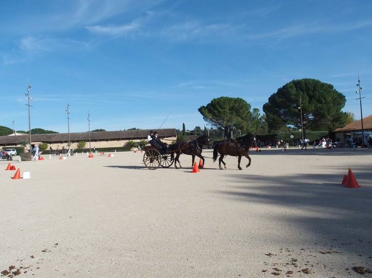 Freiberger Caballo castrado 12 años 162 cm Morcillo in st julien les rosiers