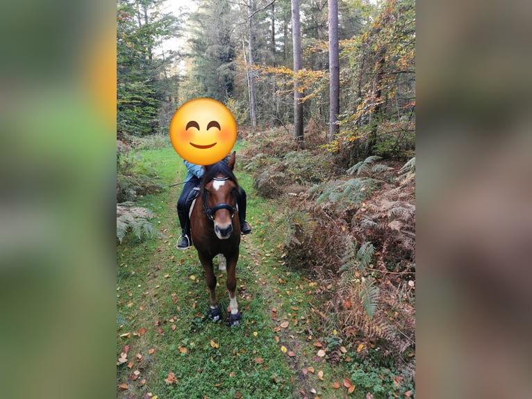 Freiberger Caballo castrado 12 años 163 cm Castaño claro in Scheibenhardt