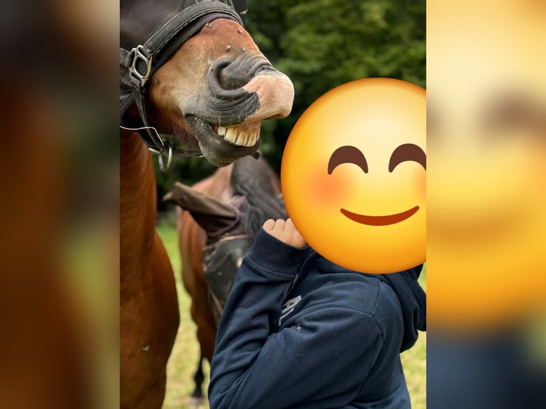 Freiberger Caballo castrado 12 años 163 cm Castaño claro in Scheibenhardt