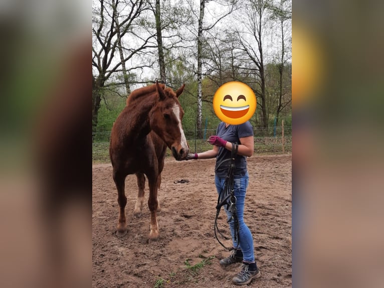 Freiberger Caballo castrado 12 años 164 cm Alazán in Reipoltskirchen