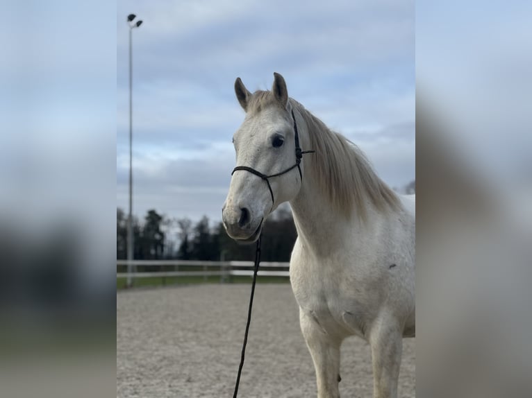 Freiberger Caballo castrado 12 años 168 cm Tordo in Lörrach