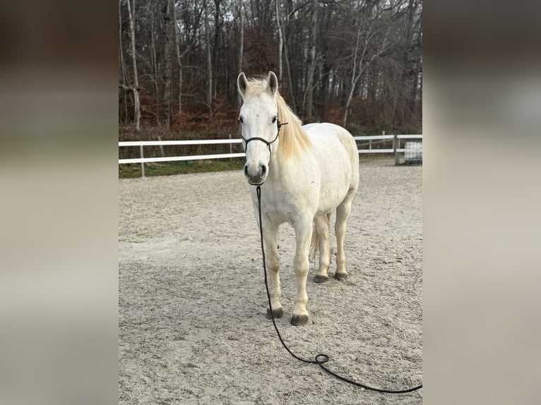 Freiberger Caballo castrado 12 años 168 cm Tordo in Lörrach