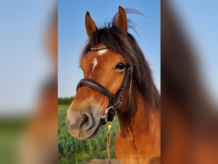 Freiberger Mestizo Caballo castrado 13 años 157 cm Castaño in Raisdorf