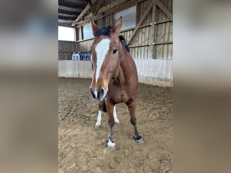 Freiberger Caballo castrado 13 años 165 cm Castaño in Berching