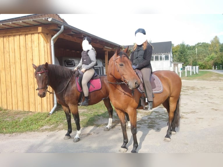 Freiberger Caballo castrado 14 años 160 cm Castaño oscuro in Cuxhaven