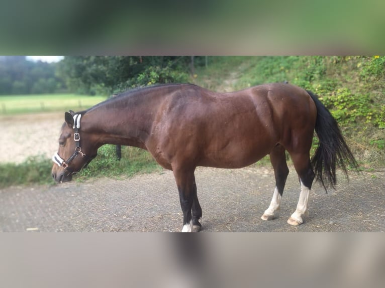 Freiberger Caballo castrado 15 años 152 cm Castaño in Dessighofen