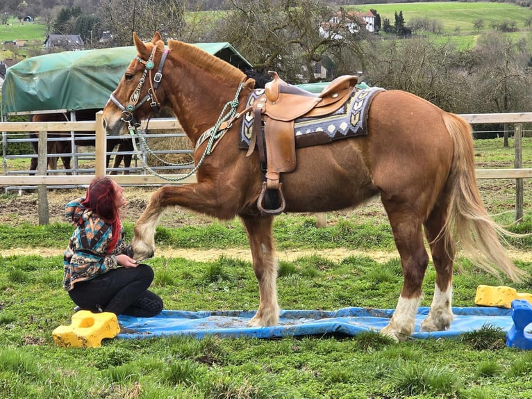 Freiberger Caballo castrado 15 años 157 cm Alazán in Linkenbach