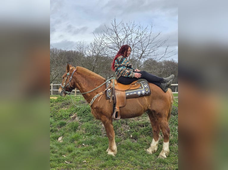 Freiberger Caballo castrado 15 años 157 cm Alazán in Linkenbach