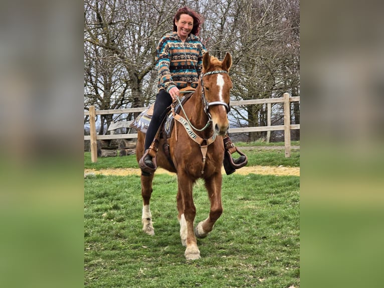 Freiberger Caballo castrado 15 años 157 cm Alazán in Linkenbach