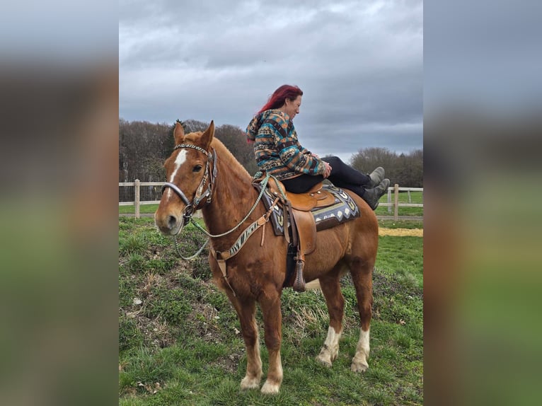 Freiberger Caballo castrado 15 años 157 cm Alazán in Linkenbach