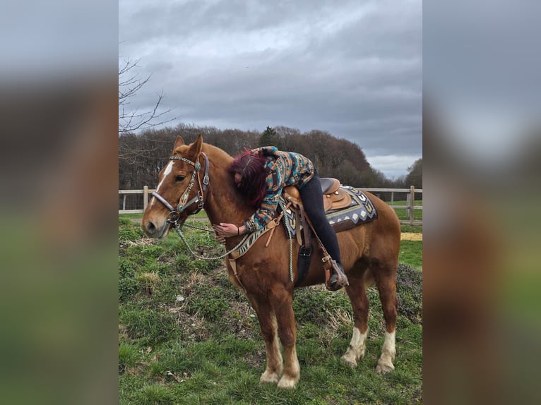 Freiberger Caballo castrado 15 años 157 cm Alazán in Linkenbach
