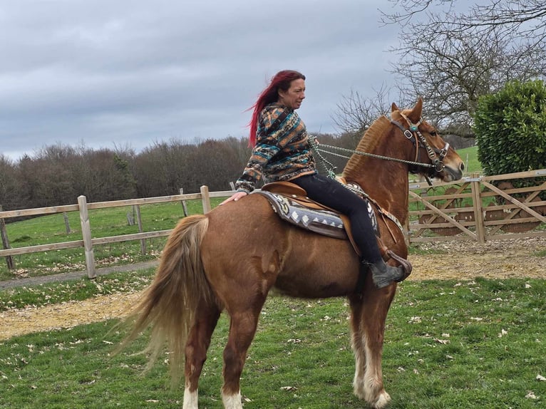 Freiberger Caballo castrado 15 años 157 cm Alazán in Linkenbach