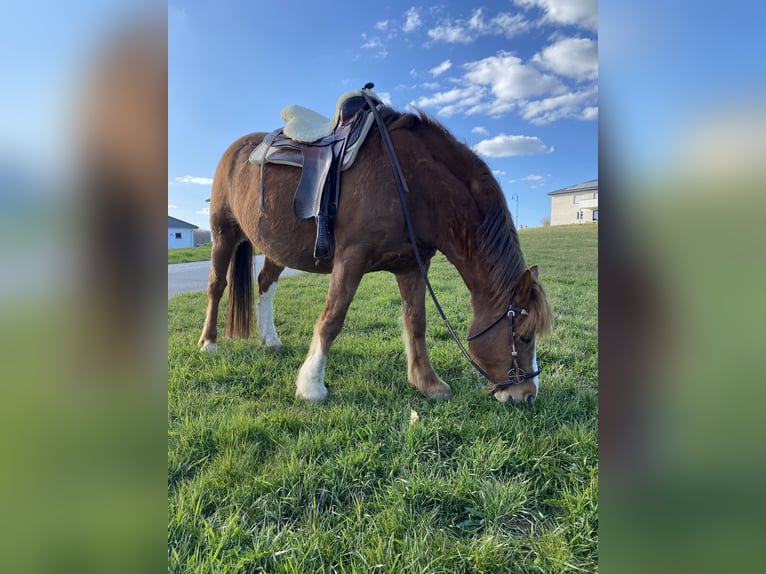 Freiberger Caballo castrado 16 años 156 cm Alazán in Kälbern
