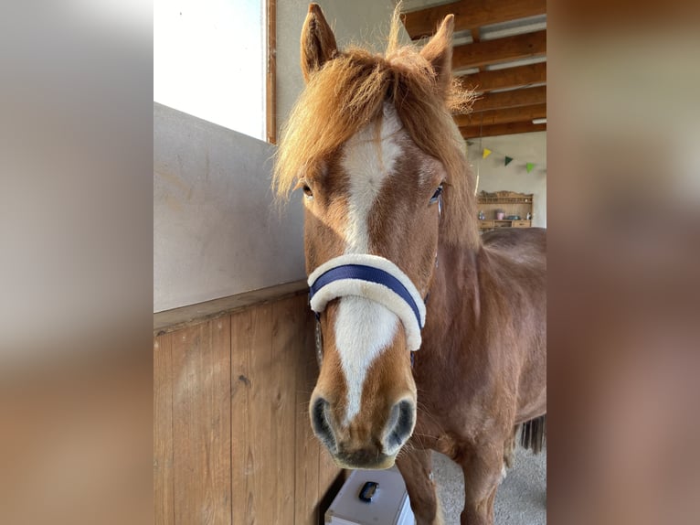 Freiberger Caballo castrado 16 años 156 cm Alazán in Neuerkirch