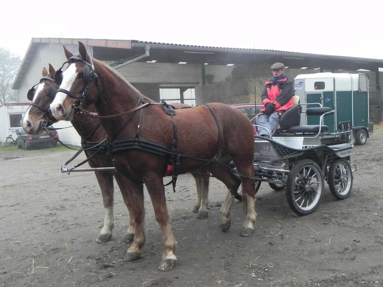 Freiberger Caballo castrado 16 años 162 cm Alazán in Münster