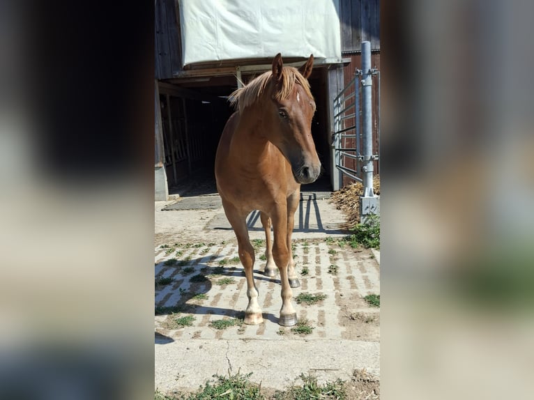 Freiberger Caballo castrado 1 año 150 cm Alazán in Bleienbach