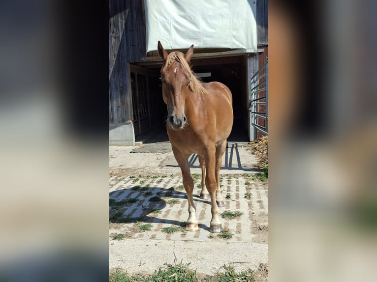 Freiberger Caballo castrado 1 año 150 cm Alazán in Bleienbach