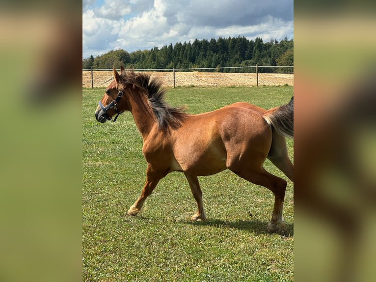 Freiberger Caballo castrado 1 año 155 cm Castaño in Bretzwil