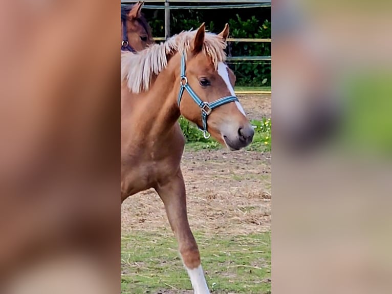 Freiberger Caballo castrado 1 año 158 cm Alazán in Olst