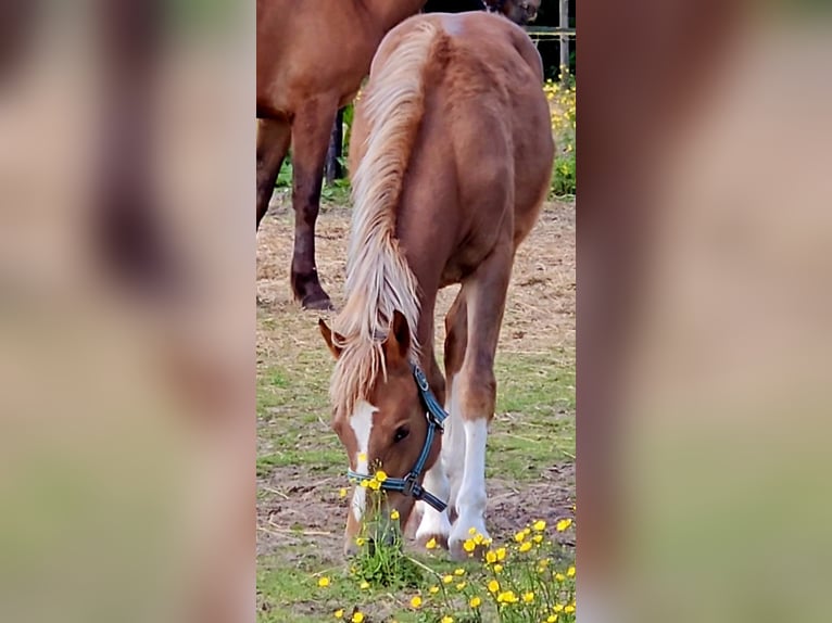 Freiberger Caballo castrado 1 año 158 cm Alazán in Olst