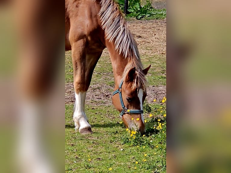 Freiberger Caballo castrado 1 año 158 cm Alazán in Olst