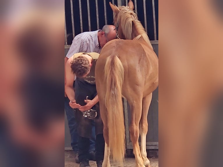 Freiberger Caballo castrado 1 año 158 cm Alazán in Olst