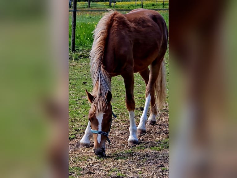 Freiberger Caballo castrado 1 año 158 cm Alazán in Olst