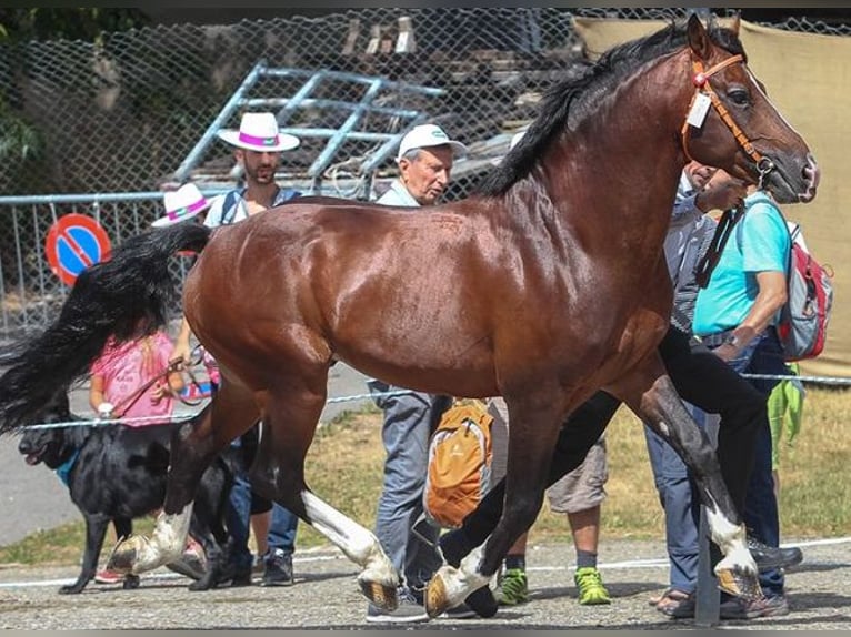 Freiberger Caballo castrado 1 año 158 cm Castaño oscuro in Radlow