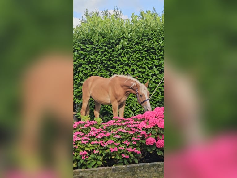 Freiberger Caballo castrado 1 año 159 cm Alazán in Olst