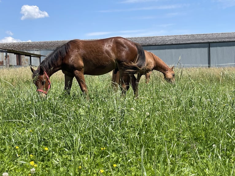 Freiberger Caballo castrado 1 año in Grenchen