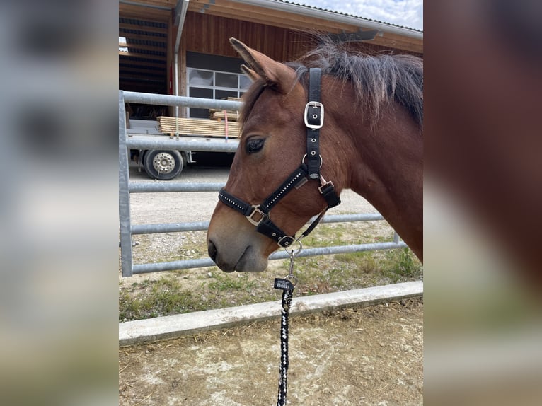 Freiberger Caballo castrado 1 año in Grenchen