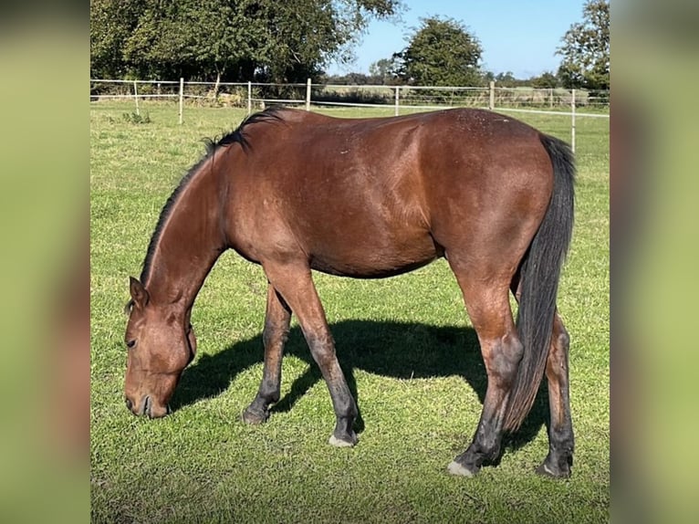 Freiberger Mestizo Caballo castrado 2 años 143 cm Castaño in Fehmarn