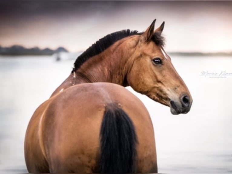 Freiberger Mestizo Caballo castrado 2 años 143 cm Castaño in Fehmarn