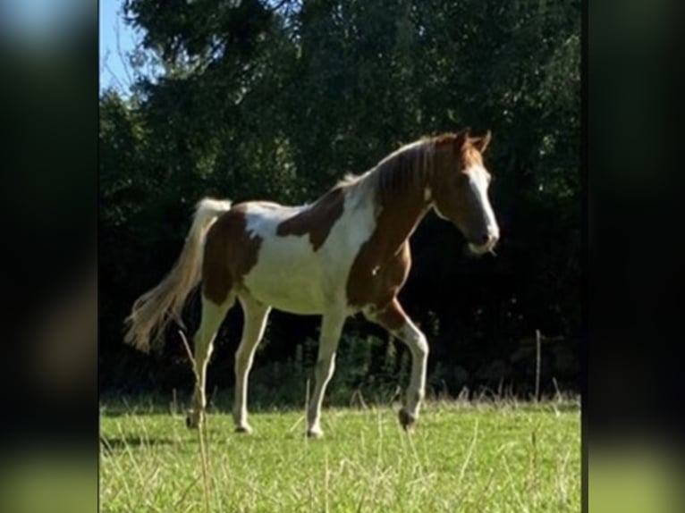 Freiberger Mestizo Caballo castrado 2 años 143 cm Castaño in Fehmarn