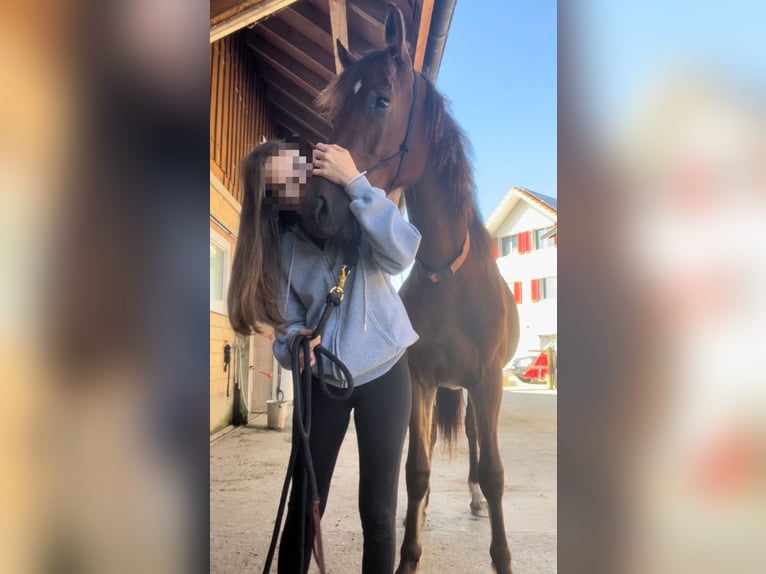 Freiberger Caballo castrado 2 años 145 cm Castaño in Neukirch Egnach
