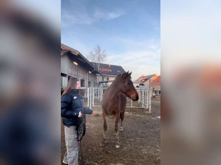 Freiberger Caballo castrado 2 años 145 cm Castaño in Neukirch Egnach