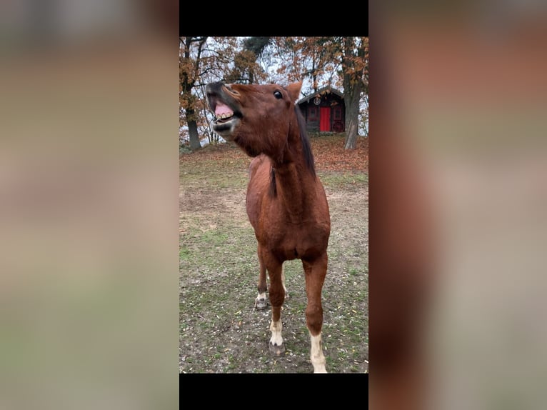 Freiberger Caballo castrado 2 años 163 cm Castaño in Vilshofen