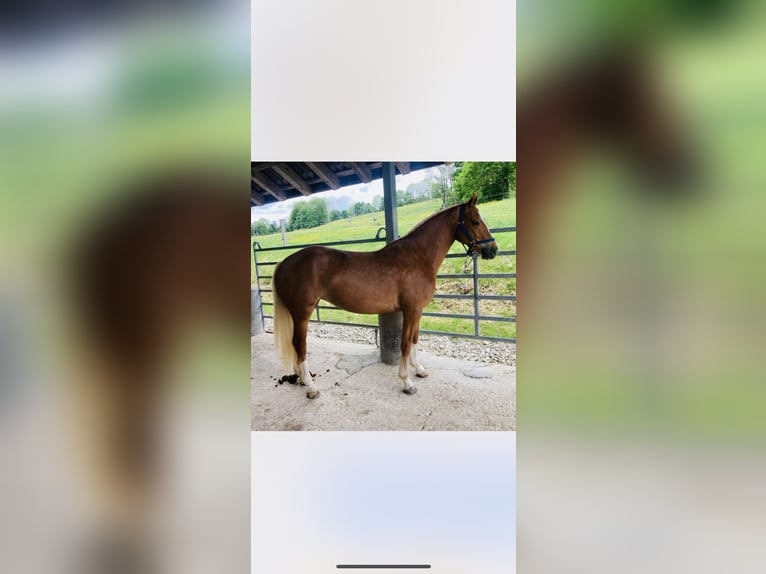 Freiberger Caballo castrado 2 años 163 cm Castaño in Vilshofen