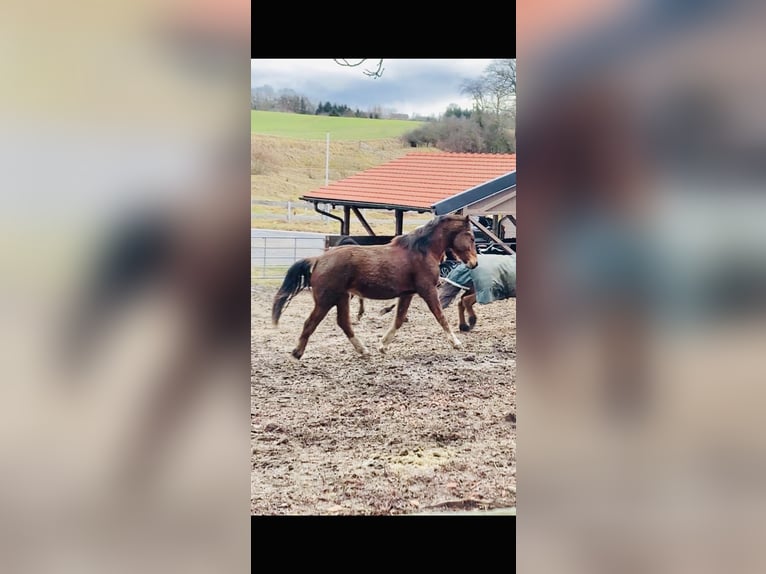 Freiberger Caballo castrado 2 años 163 cm Castaño in Vilshofen