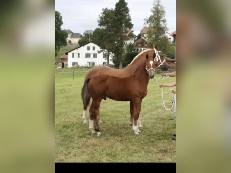 Freiberger Caballo castrado 2 años 163 cm Castaño in Vilshofen