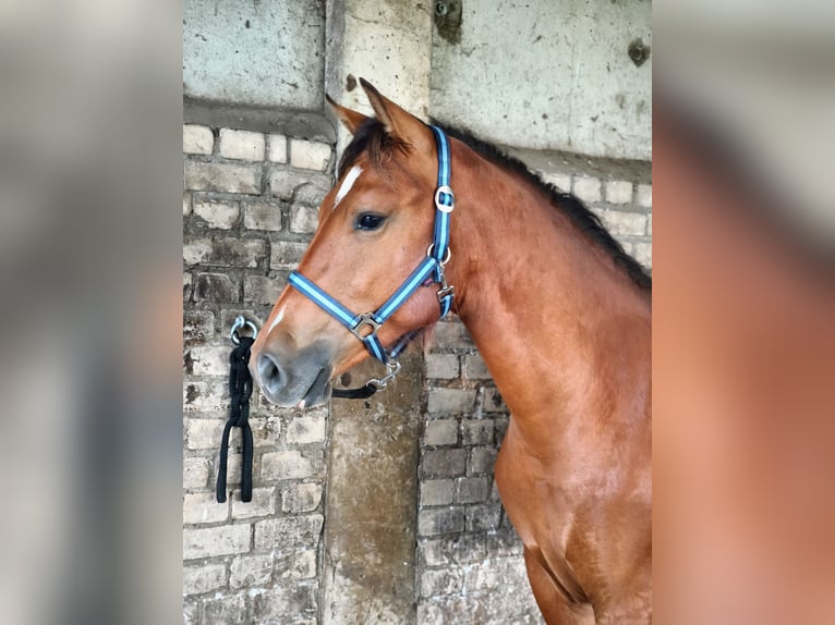 Freiberger Caballo castrado 2 años Castaño in Ribbeckshorst