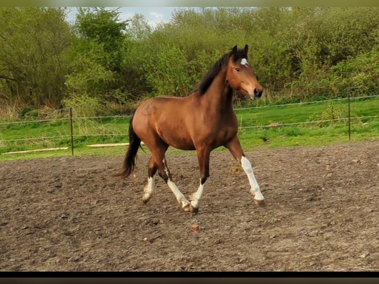 Freiberger Caballo castrado 3 años 150 cm Castaño in Westoverledingen