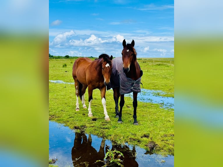 Freiberger Caballo castrado 3 años 150 cm Castaño in Westoverledingen