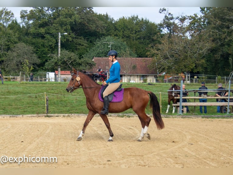 Freiberger Caballo castrado 3 años 151 cm Castaño in Saint-Denis