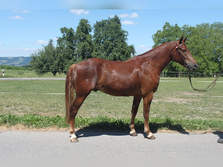 Freiberger Caballo castrado 3 años 153 cm Alazán-tostado in Sch&#xF6;nholzerswilen