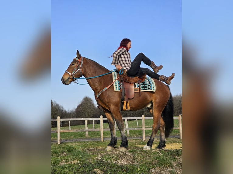 Freiberger Caballo castrado 3 años 153 cm Castaño in Linkenbach