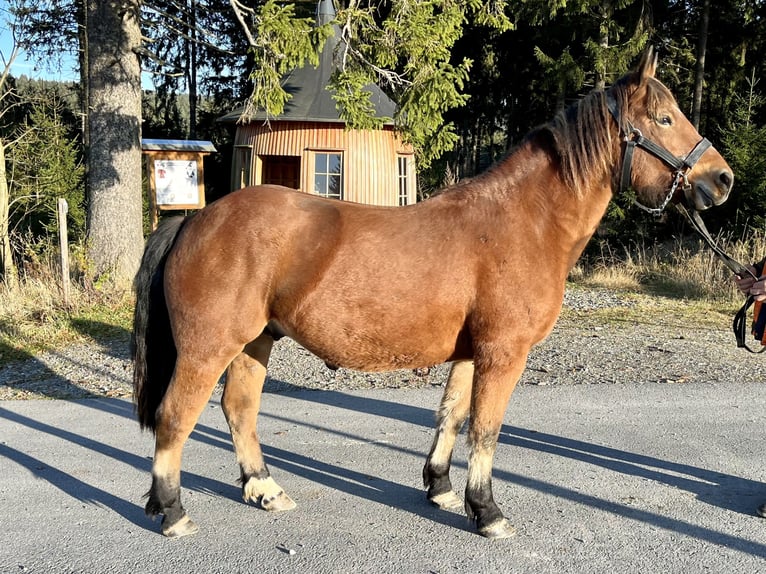 Freiberger Caballo castrado 3 años 154 cm Castaño in Breitenbrunn/Erzgebirge