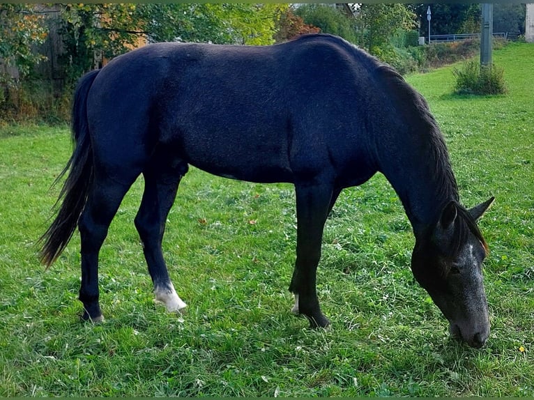 Freiberger Mestizo Caballo castrado 3 años 154 cm Tordo in Taufkirchen Vils