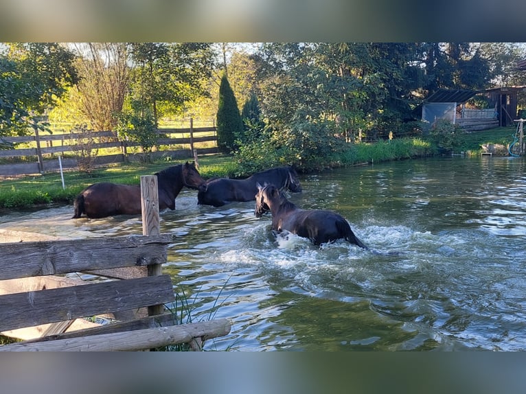 Freiberger Mestizo Caballo castrado 3 años 154 cm Tordo in Taufkirchen Vils